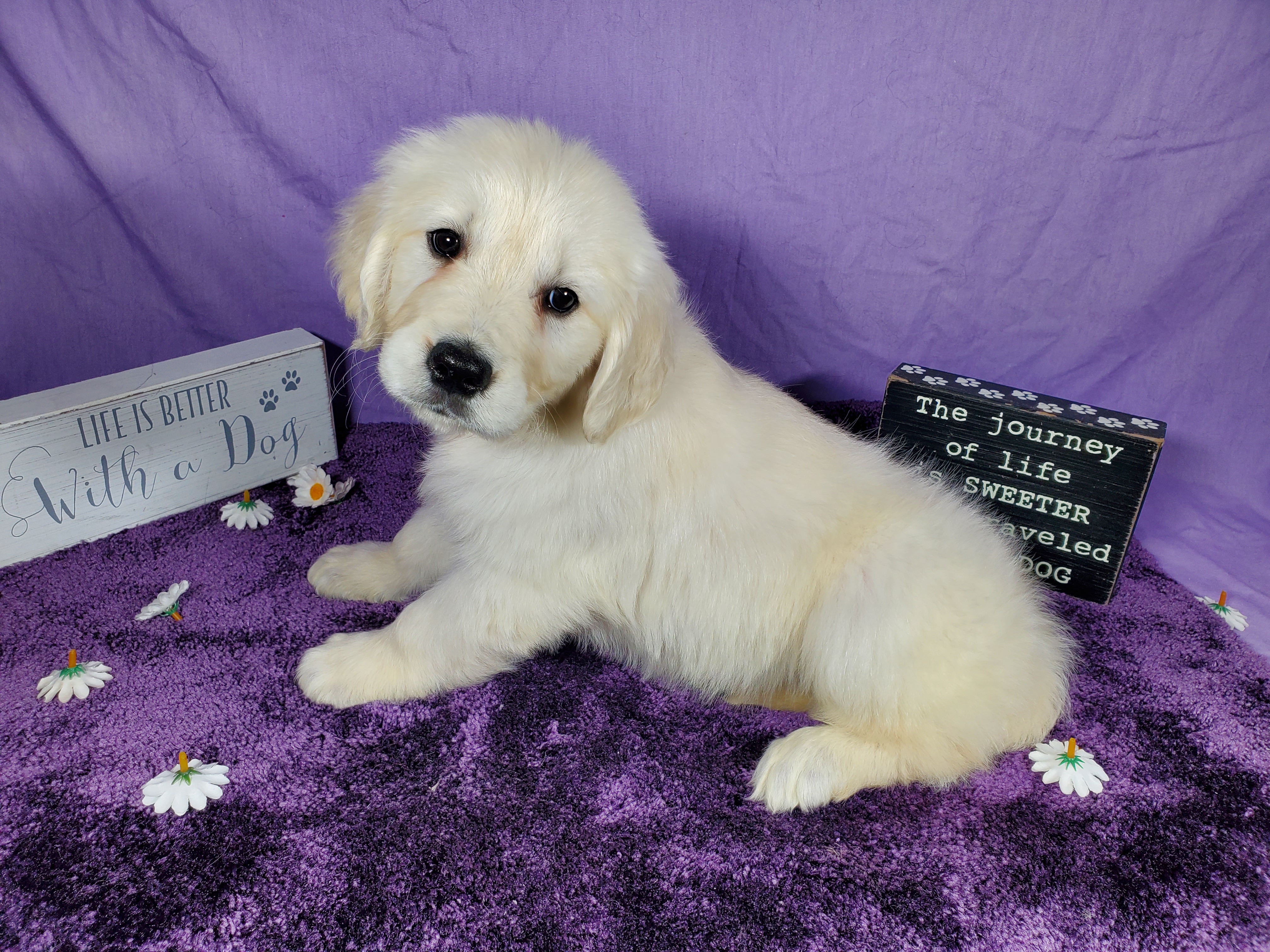 English Cream Puppy