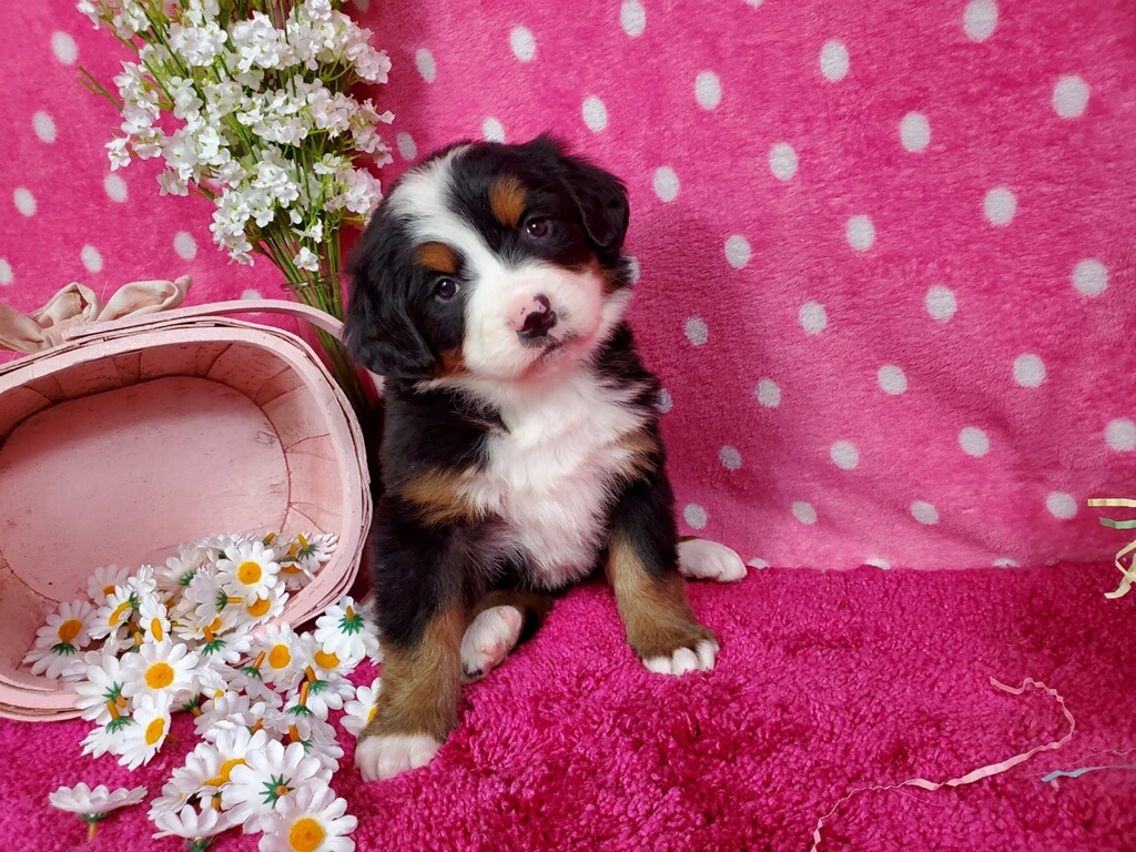 Bernese Mountian Dog