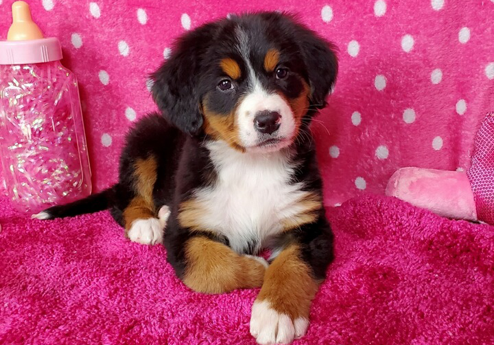 DRF Bernese Mtn Dog